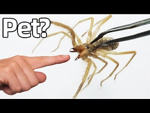 I Bought a Pet Meat-Grinder Spider (yes, really)