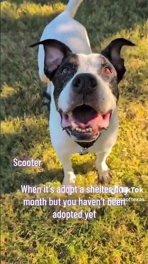 It's adopt a Shelter Dog Month, but you haven't been adopted yet