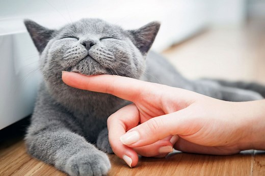 160 Gray Cat Name Ideas for Your Silvery Feline Friend