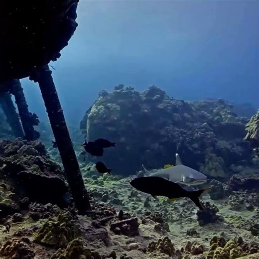 Another Whitetip Reef Shark of the Day 4k | MEGA Lab Cam | Hawaii live #like #share #youtubeshorts