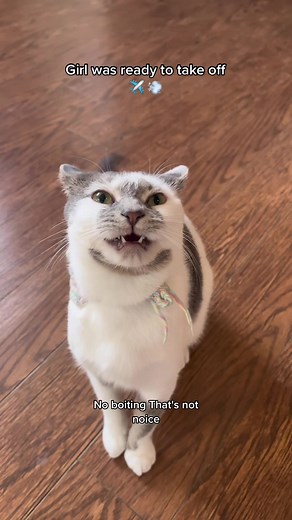 The little *gulp* she took🤣 #noboit #cats #thomp #fypage