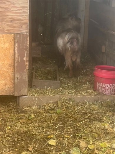 9 out of 10 does have been put into the breeding pen! So excited for this years kids, one does kids will not have a waitlist as I am waiting to see what she has, I’m hoping to retain a doeling or 2 this year. | Heartache acres | Facebook