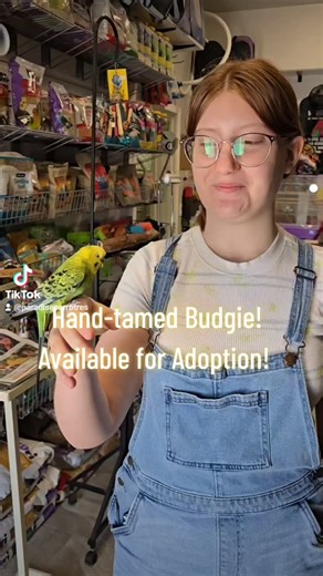 We have this parakeet and about 15 others available for adoption! 520.288.6310 Tucson az! #fyp #parakeet #budgie | Paradise Parrot Rescue