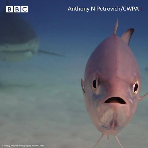 Frightened fish, shy bears... just some of the contenders for the Comedy Wildlife Photography Awards. 🐟 🐻 🐦 | BBC World Service