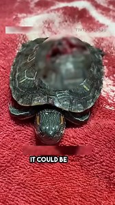 What's under the shell of a turtle 😲 | Interesting Things