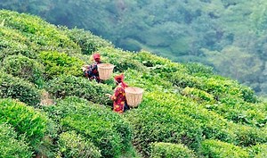 5 Must Visit Tea Estates in Darjeeling