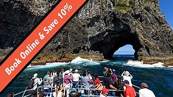 Things to Do in Russell: Tours & Attractions, Bay of Islands