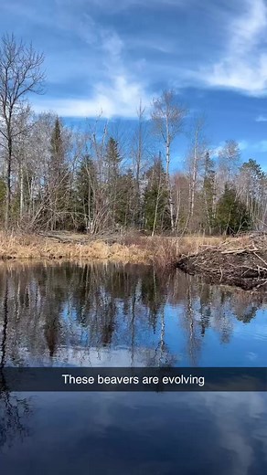 Understanding the Impact of Dam Beavers