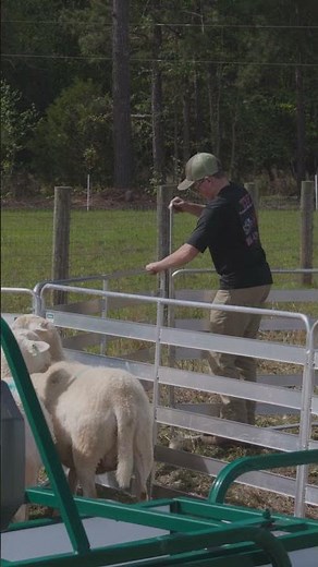Make Easy Work of Handling your #sheep and #goats !