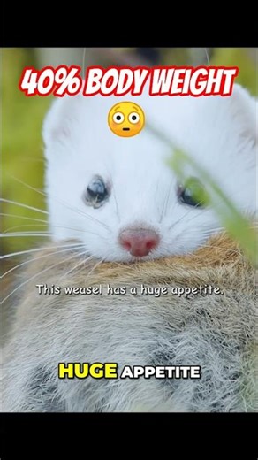 This Weasel Eats 40% of Its Body Weight EVERY DAY! 😱 #Shorts