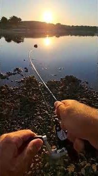 Így támad a tengeri sügér! 🐟 🇭🇷 #shorts #horgászat #pergetés #fishing #seabass #croatia