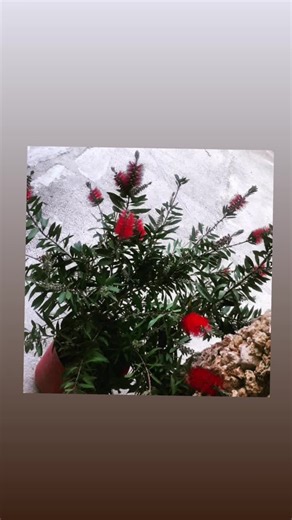 pyro _92 on TikTok
