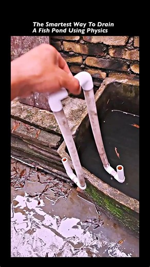 Genius DIY Auto-Drain Fish Pond! (No Electricity)