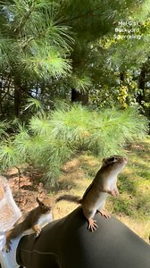 7K views · 234 reactions | Squirrel traffic jam on my knee!!!藍 #squirrelwhisperer #squirrel #amazing #funny #redsquirrel #Squirrelette #chipmunk #Chippy #graysquirrel #aww #cute #socute #sosweet #adorable #cutenessoverload #cuteanimals #wildanimals #wildlife #nature #squirrelfriends #squirrellove #animallover #backyardwildlife #connectwithnature #melgsbackyard #melgsbackyardsquirreling | Melanie Getchell | Facebook
