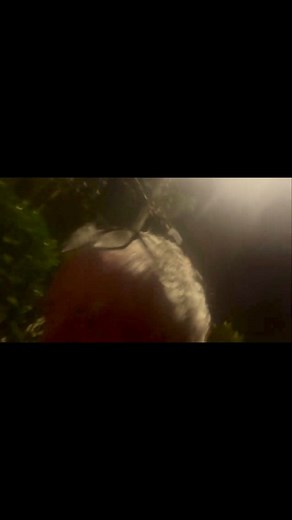 “I’m back in the olden days” Jeremy whizzing around a rainforest in South America…This looks familiar 🤔🤣🚗 #jeremyclarkson #ClarksonsFarm #topgear #TheGrandTour #fblifestyle | Clarksons Farm