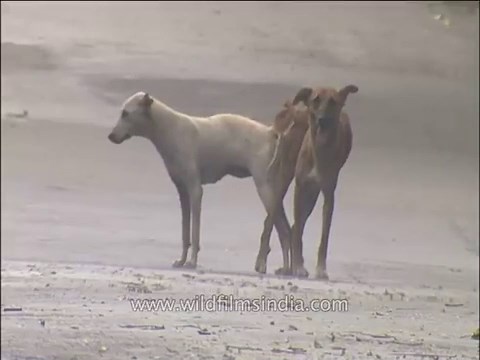 Dogs mating_ The world passes them by on the street!