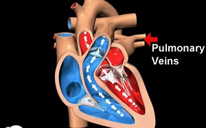 How does human circulatory system work – 3D animation – in English
