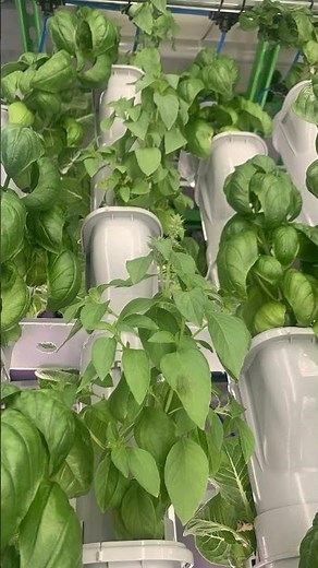 Grow fresh produce every day #agtech #plants #cea