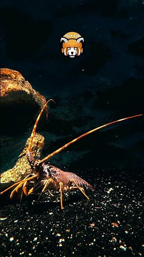 Cómo vive la langosta en el océano 🦞🌊#animals #curiosidades #naturaleza #animales #sabiasque