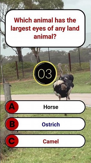 Which animal has the largest eyes of any land animal | SmartGlobalGK | GK Quiz