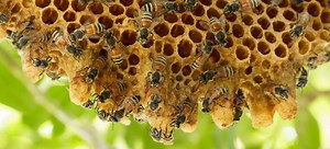 How to Get Rid of Bees Naturally | DoItYourself.com