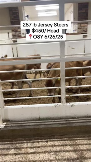 californiacattleauctions on TikTok