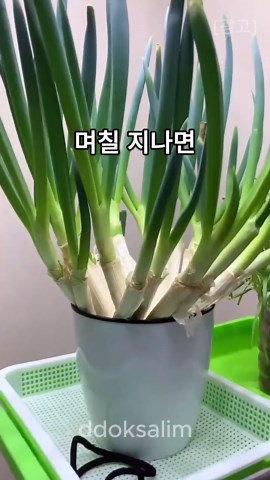 대파 재배 방법: 집에서 쉽게 키우는 팁