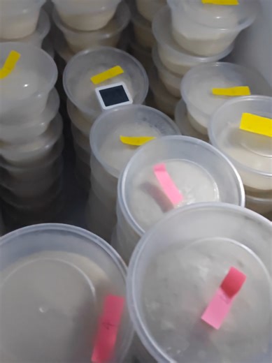 แป้งหมักเย็น​ 72​ ชั่วโมง #รีวิวโคราช #pizza #tiktok #เซฟวันโคราช #พิซซ่า