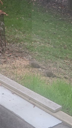 Morning Mourning Dove! #birds #dove #nature #animals #shorts