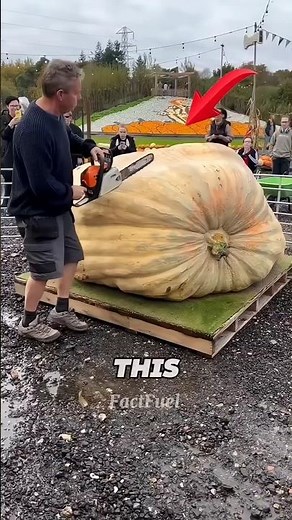 World's largest pumpkin. #shorts #science