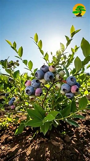 Stop Killing Your Blueberry Plants – Northern Highbush Care Tips