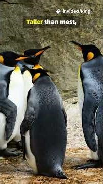 Top 5 biggest penguins! #foryou #facts #viral