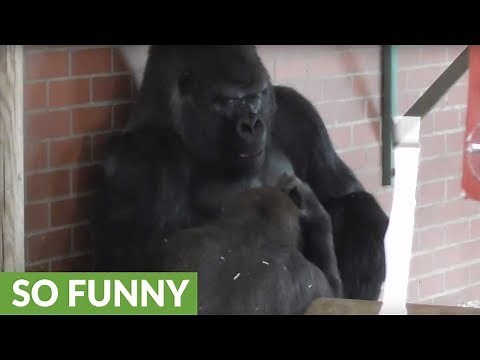 Gorilla makes faces at dad, then the unexpected happens