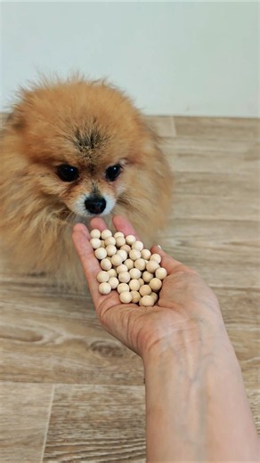 Spitz vs Beads 📿😍 #dog #reverse #spitzblitz #pomeranian #smalldog