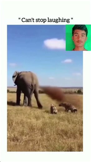 #36 funny animals viral memes #funnyanimals