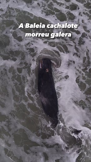 13K views · 210 reactions | Galera infelizmente a Baleia cachalote morreu, não foi mais vista na praia do Morro das Pedras, em Florianópolis, pois o mar a levou…..para onde ninguém sabe, pois o mar está revolto! Siga o @PalhocaMilGrau Via @sos_naufragados #florianopolis #florianópolis | Palhoça Mil Grau | Facebook