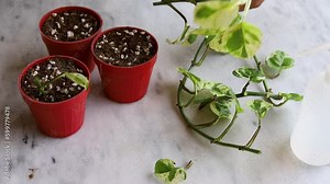 Preparing pothos plant cuttings for propagation in pots. Epipremnum Aureum N'Joy propagation by stem cuttings.