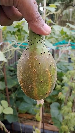 Harvesting vegetables