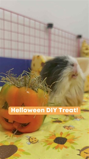 Spooky season, but make it piggy friendly 🎃🐹✨ DIY Halloween treats your guinea pigs can safely enjoy! Let us know if you give it a go! #halloween #spookyseason #halloweenideas #guineapigenrichment #guineapigsaustralia | Guinea Pigs Australia