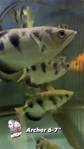 Locating and shipping jumbo-sized Archer Fish presents a challenge due to their scarcity in the market. These sizable specimens are relatively rare, demanding extensive efforts to find individuals of such substantial size. Their large stature requires specialized handling during transportation to ensure their well-being. The intricacies of packaging and logistics for these jumbo-sized fish demand meticulous attention to water quality and temperature control throughout the shipping process. Despi