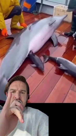 Baby dolphins | baby dolphin