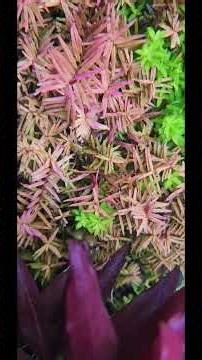 A close-up video of my Discuss❤️ #DiscusFish #DiscusTank #DiscusLovers #DiscusAquarium