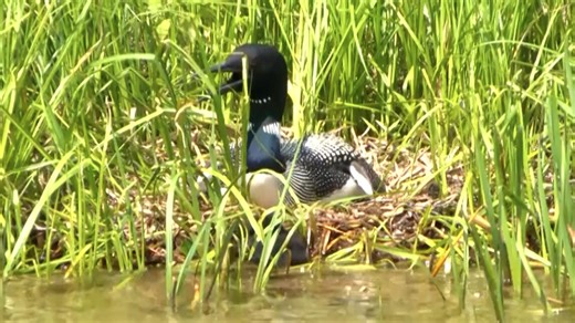 2nd Annual Loons & Lakes Festival Kicks Off in Crosslake