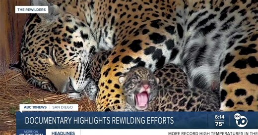 Global rewilding movement works to restore threatened natural habitats and wildlife across the world