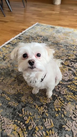 Dora🤍 (@isi.the.dora)’s videos with The German Shepherd Commercial - Daniel W