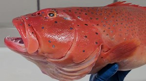 Expert Fish Filleting Techniques for Seafood Lovers