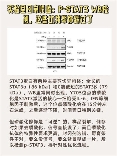 P-STAT3检测，这些坑我帮你踩过了（2）