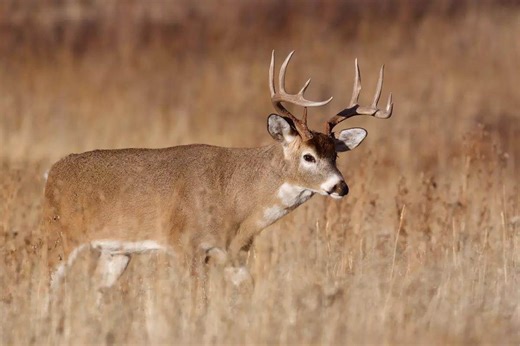 Regional Rut Update: Midwest is Full Tilt; South is Mixed; East and West are Imminent - Game & Fish