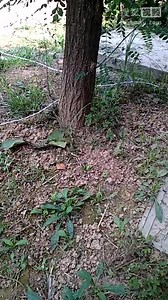 蚯蚓机 亳州市朱军电子专做好电蚯蚓机专电大蚯蚓