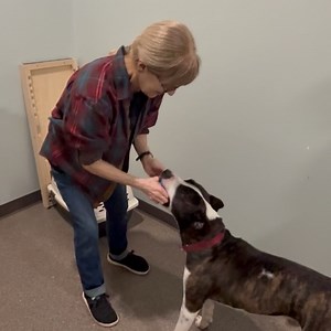 33 reactions | Chippewa County Animal Shelter on Reels | Facebook